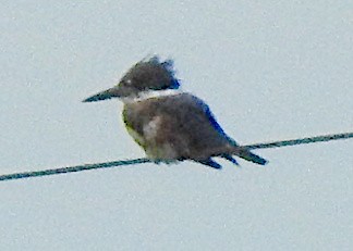 Gürtelfischer - ML642347162