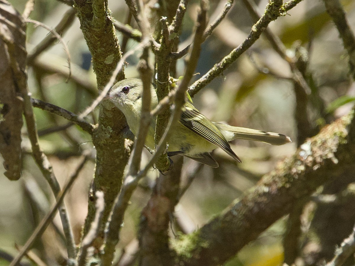 Greenish Tyrannulet - ML642347184
