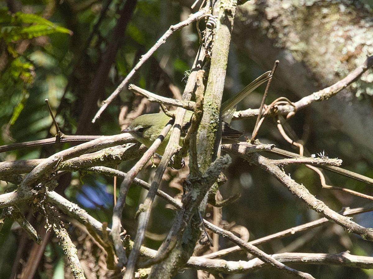 Greenish Tyrannulet - ML642347185