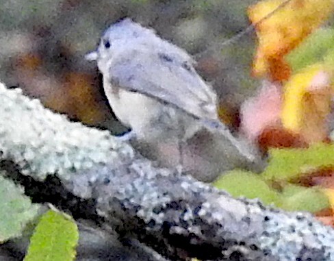 Grauhäubchenmeise - ML642347192