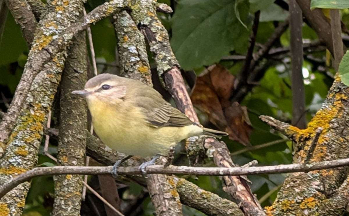 Philadelphia Vireo - ML642347226