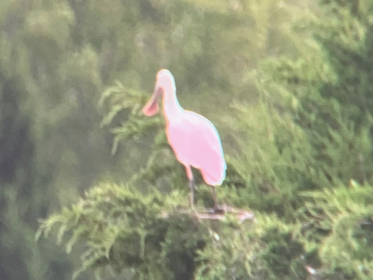 Roseate Spoonbill - ML642347227