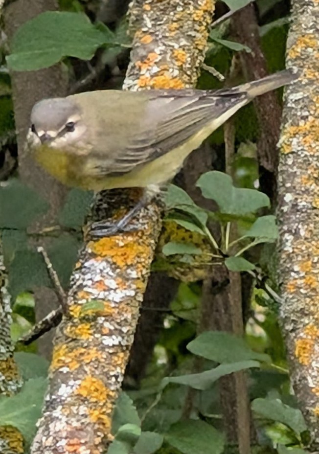 Philadelphia Vireo - ML642347234