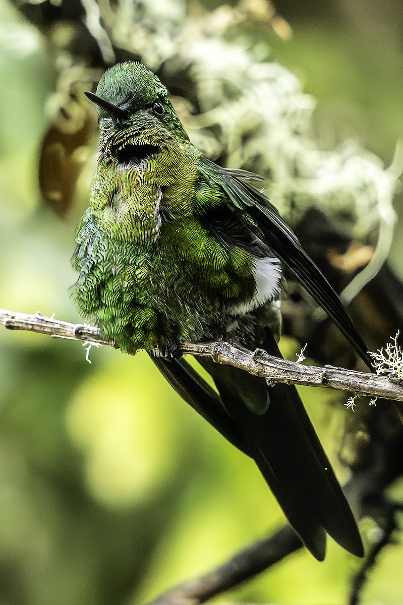 Golden-breasted Puffleg - ML642347317