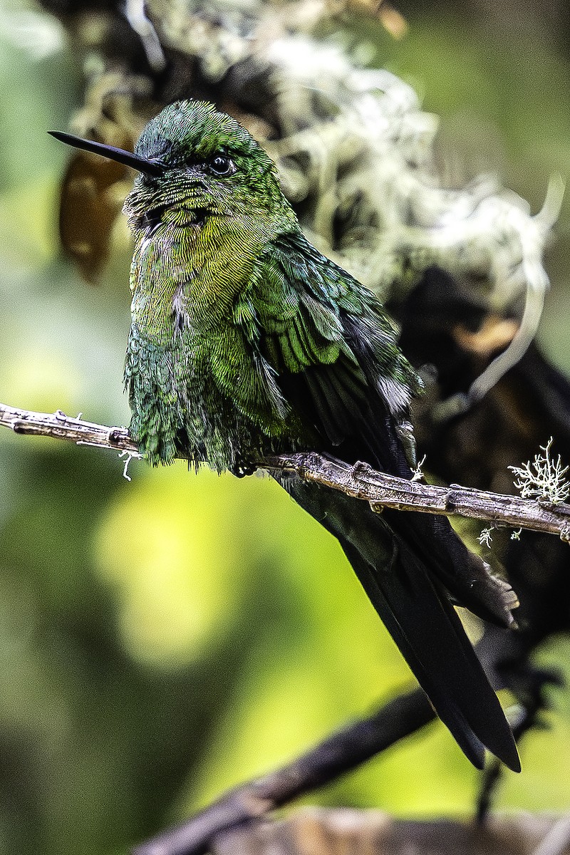 Golden-breasted Puffleg - ML642347318