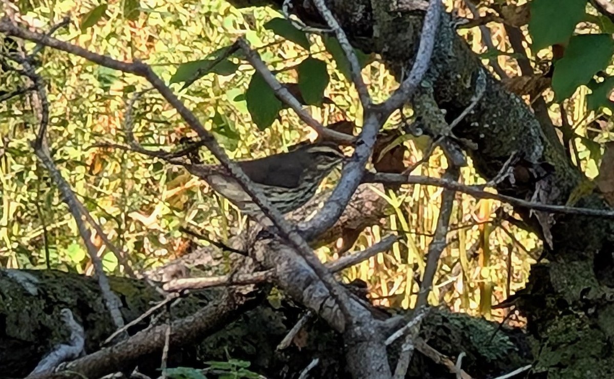 Northern Waterthrush - ML642347319