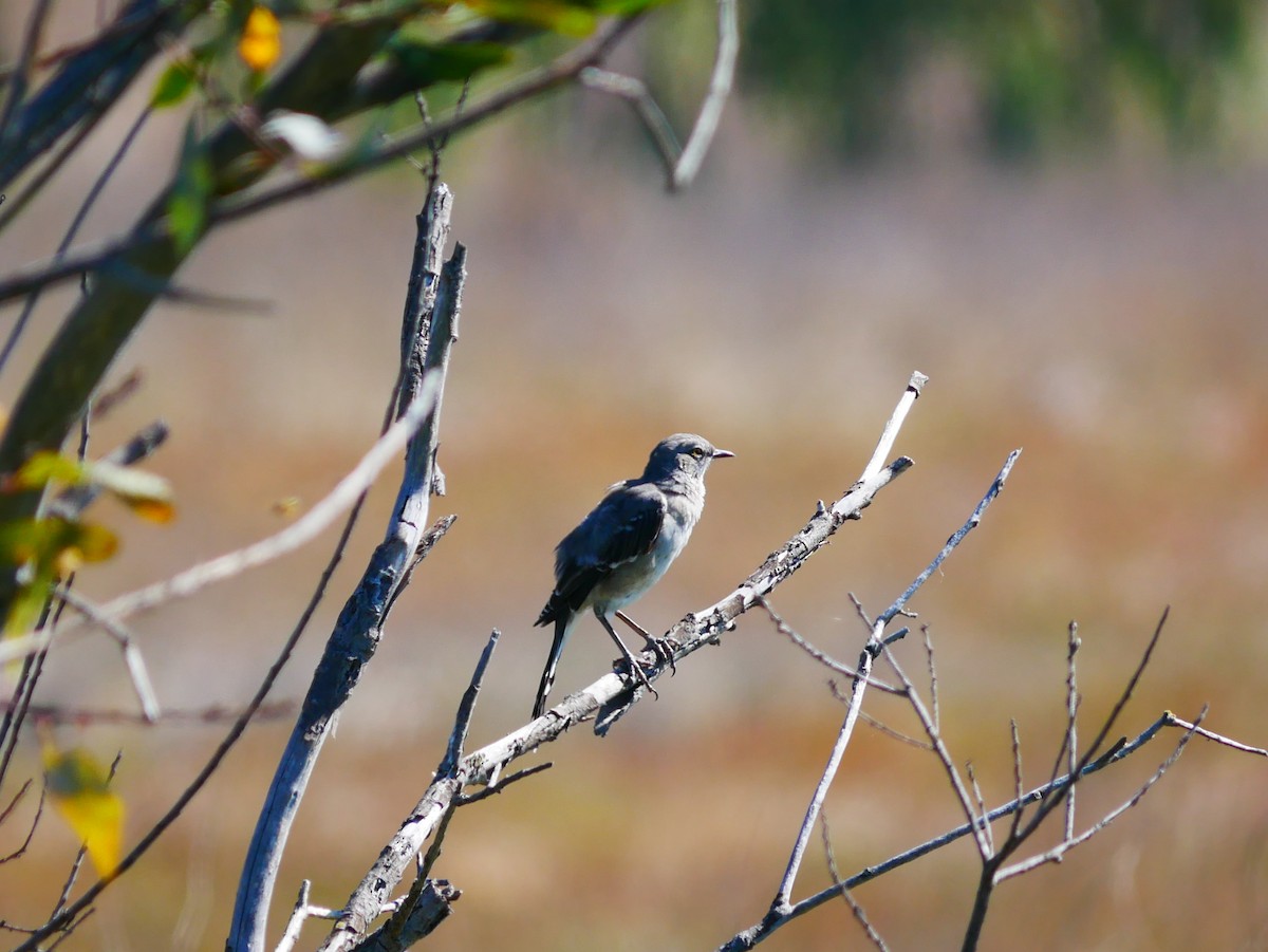 Northern Mockingbird - ML642347374