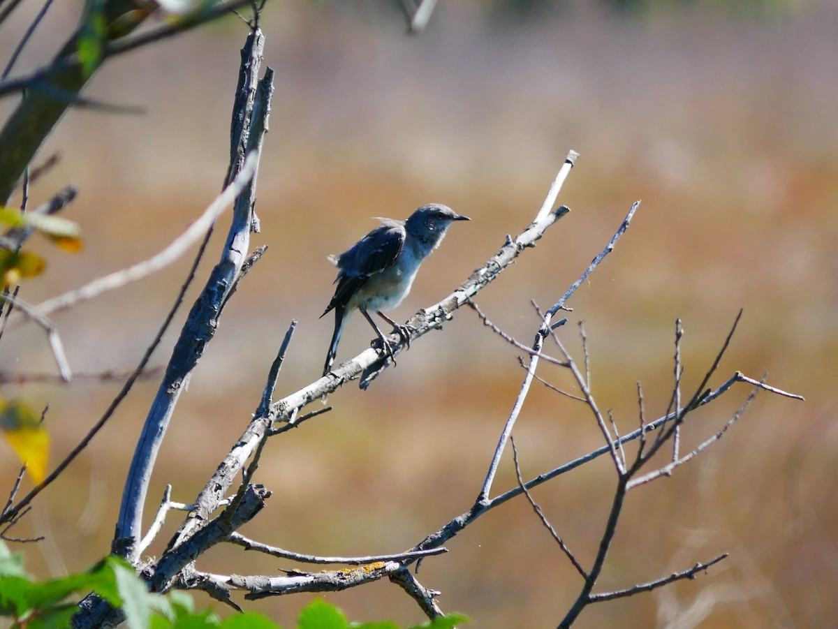Northern Mockingbird - ML642347375
