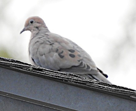 Mourning Dove - ML642347436