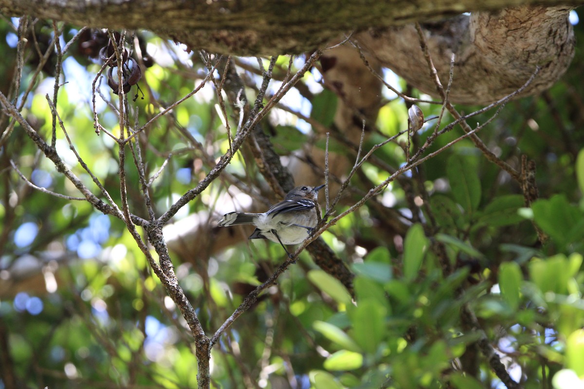 Kauai Elepaio - ML642347447