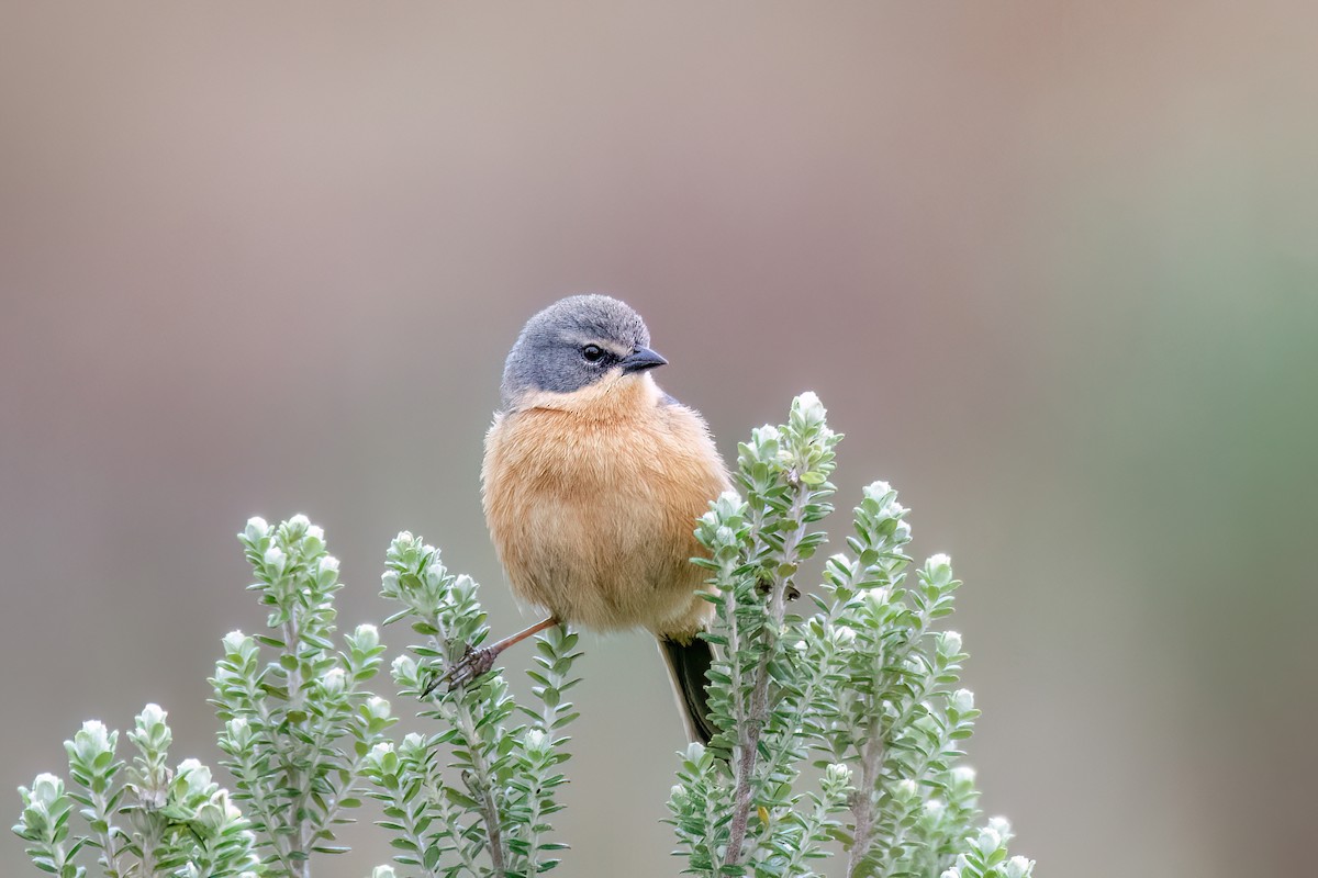 Long-tailed Reed Finch - ML642347458