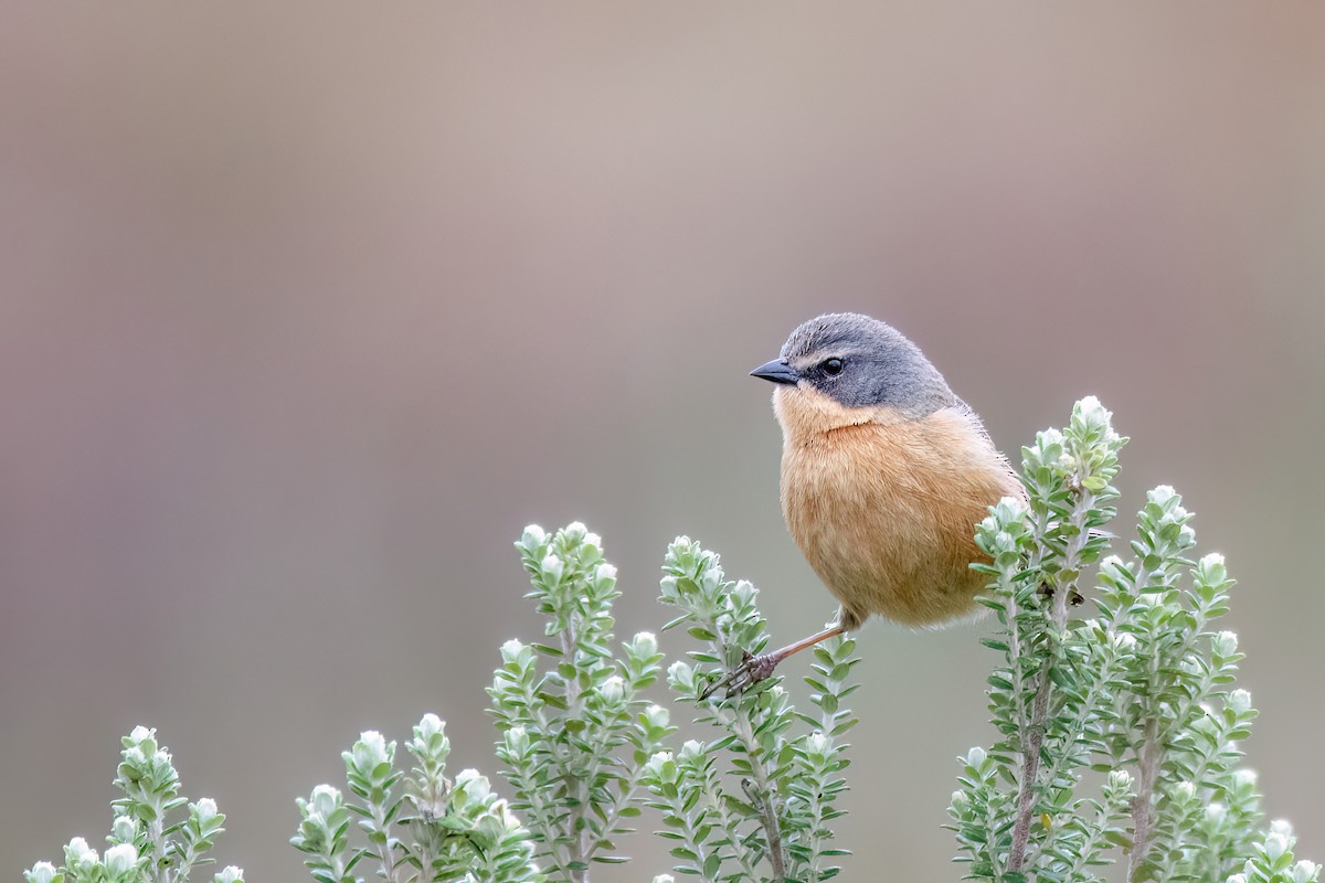 Long-tailed Reed Finch - ML642347459