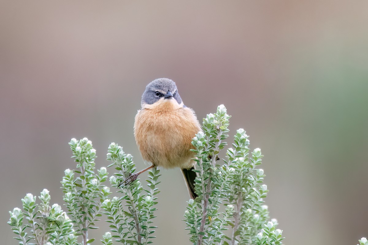Long-tailed Reed Finch - ML642347461