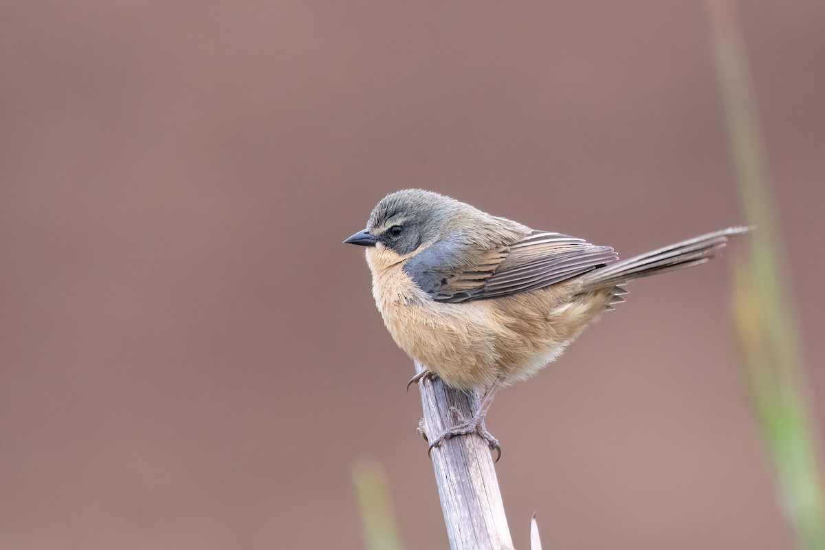 Long-tailed Reed Finch - ML642347462