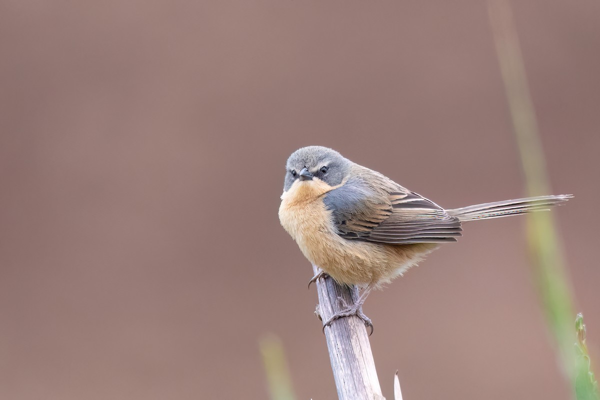 Long-tailed Reed Finch - ML642347463
