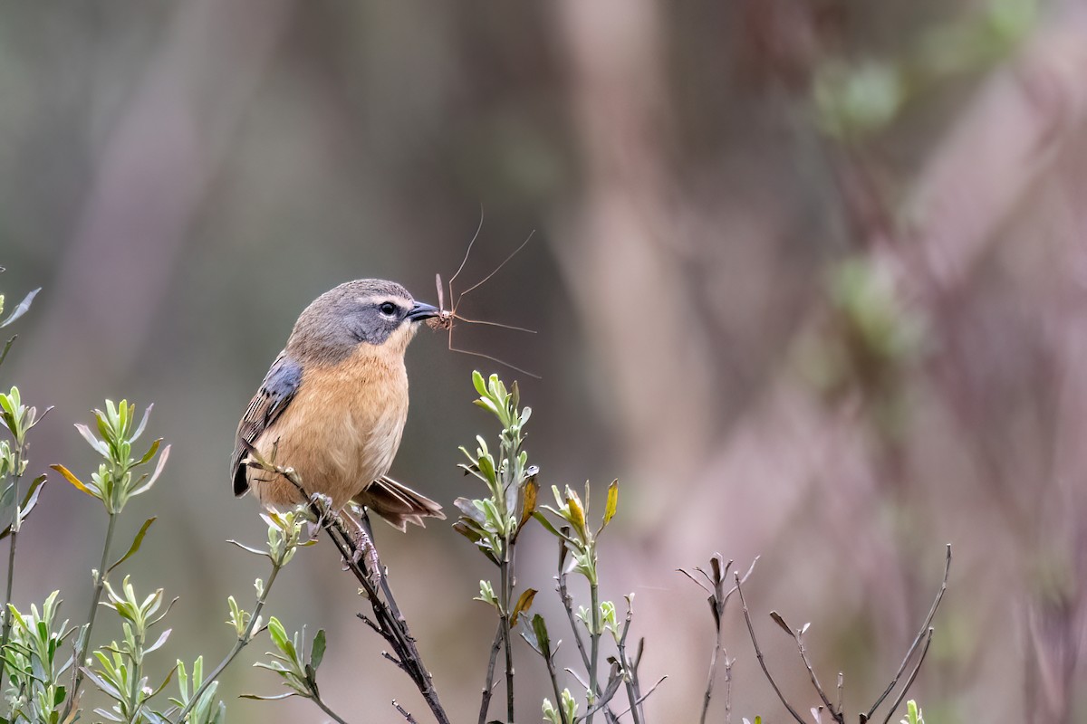 Long-tailed Reed Finch - ML642347464