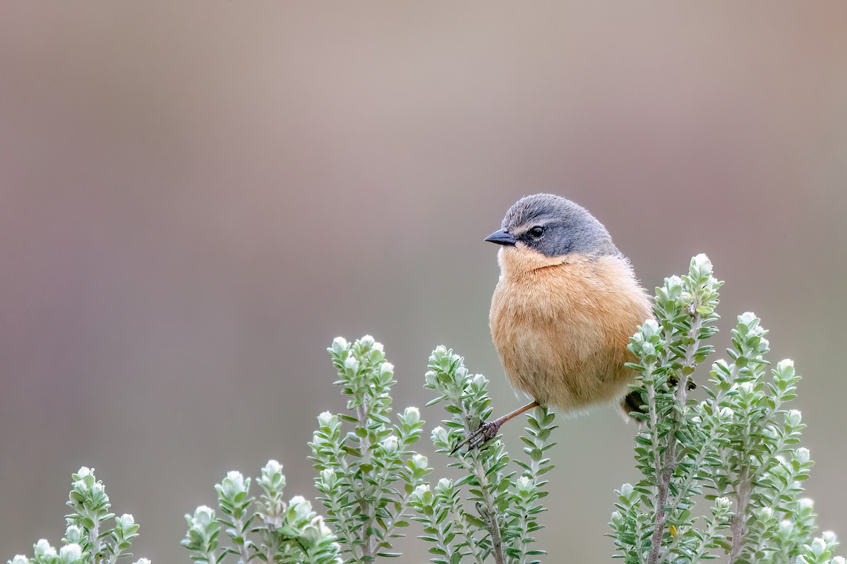 Long-tailed Reed Finch - ML642347465