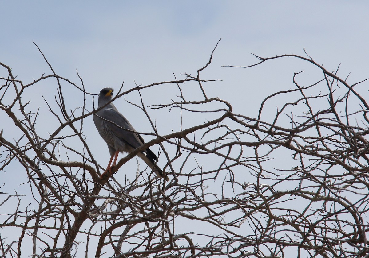 Eastern Chanting-Goshawk - ML642347518