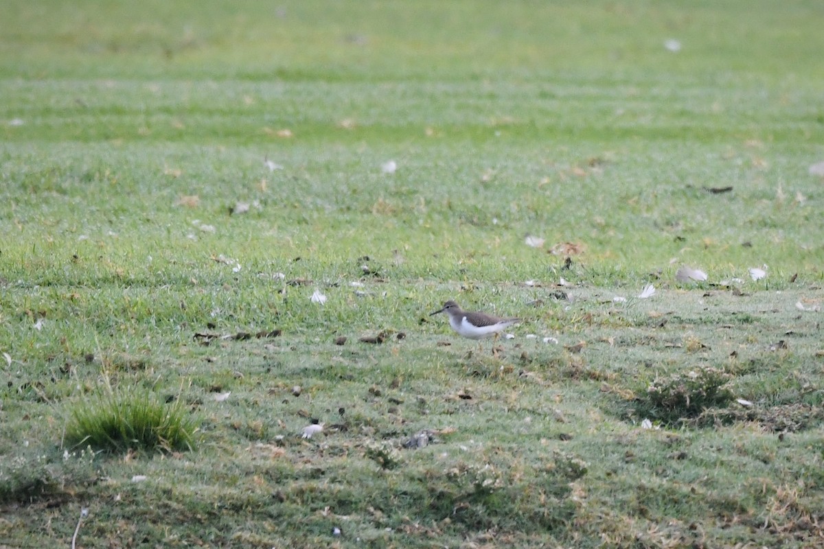 Spotted Sandpiper - ML642347557