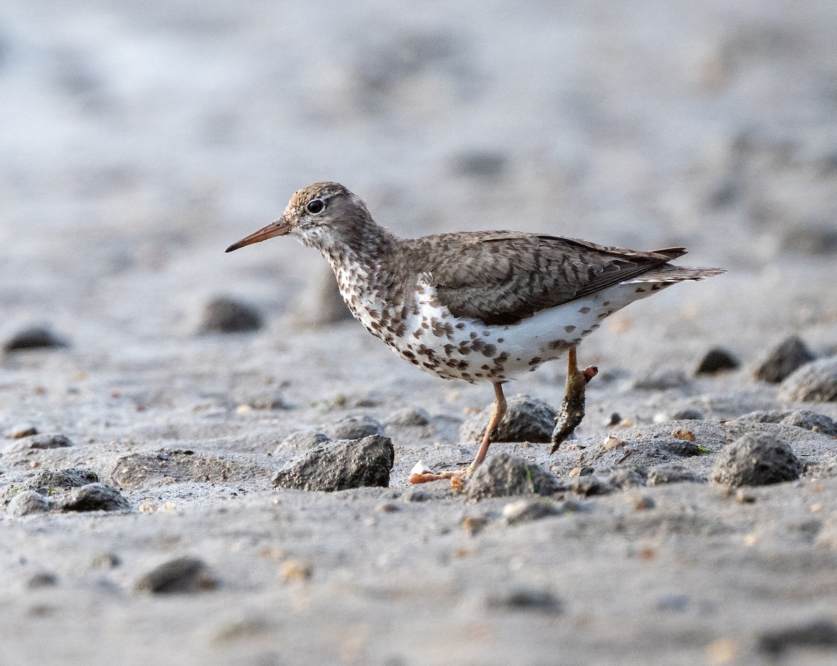 Spotted Sandpiper - ML642347568