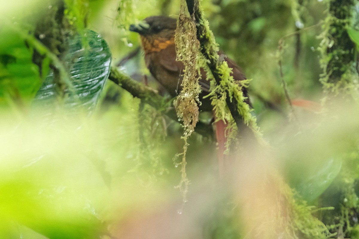 Streak-breasted Treehunter - ML642347572