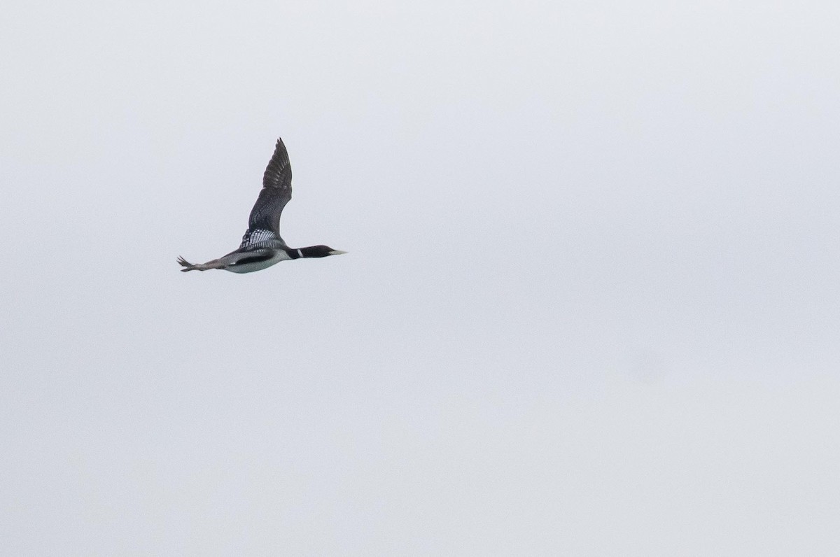Yellow-billed Loon - ML642347573