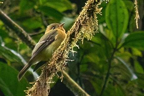 Yellowish Flycatcher - ML642347575