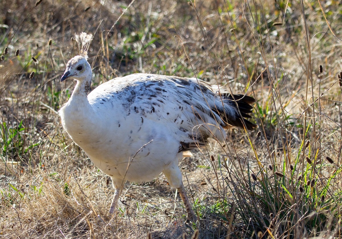 Indian Peafowl - ML642347578