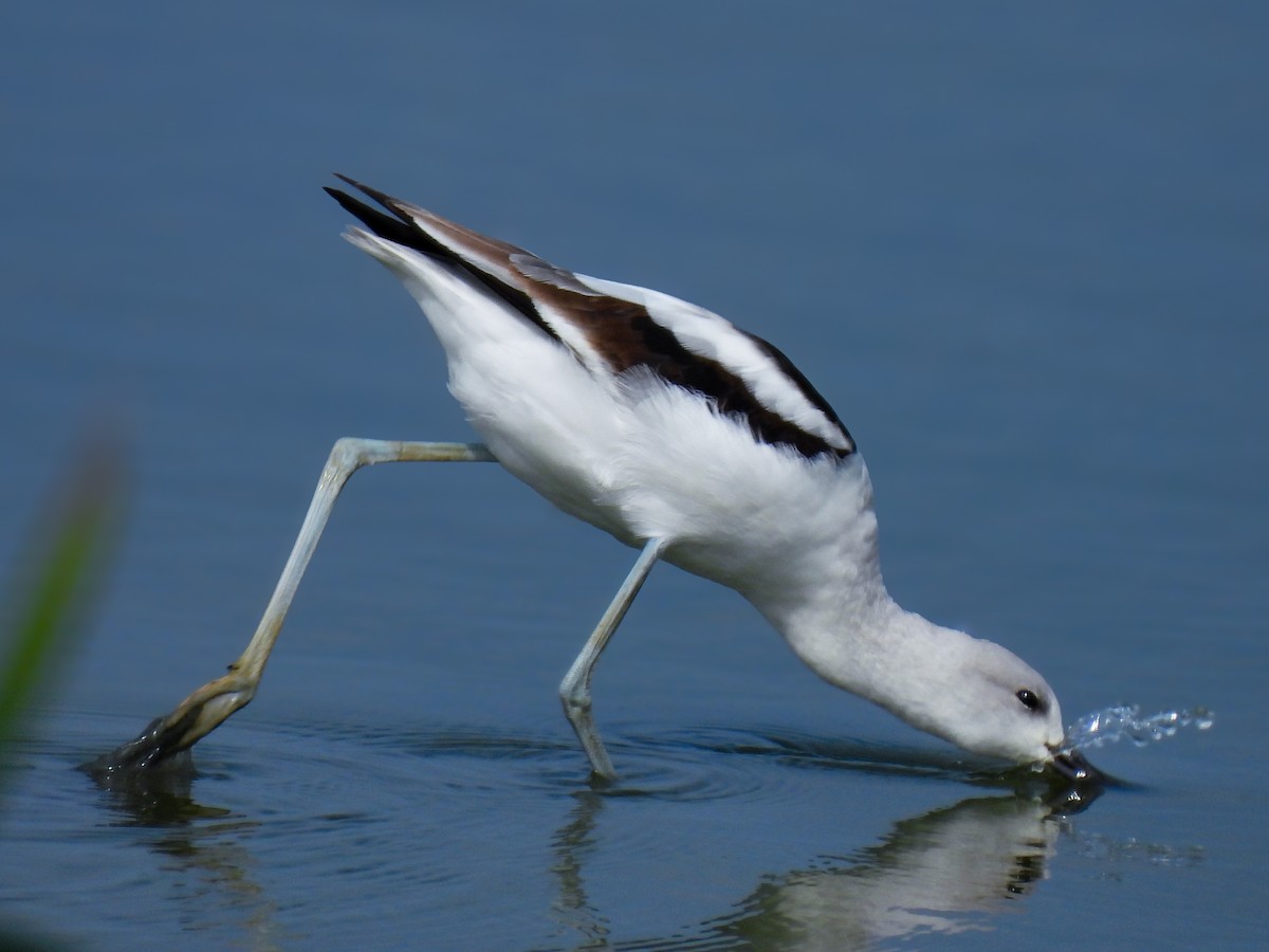 American Avocet - ML642347581