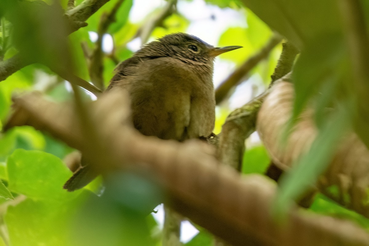 Southern House Wren - ML642347582