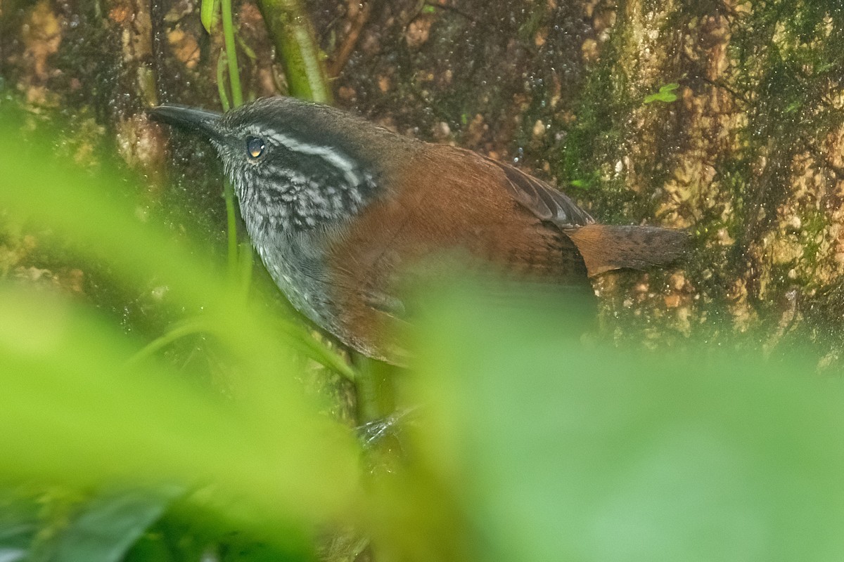 Gray-breasted Wood-Wren - ML642347589