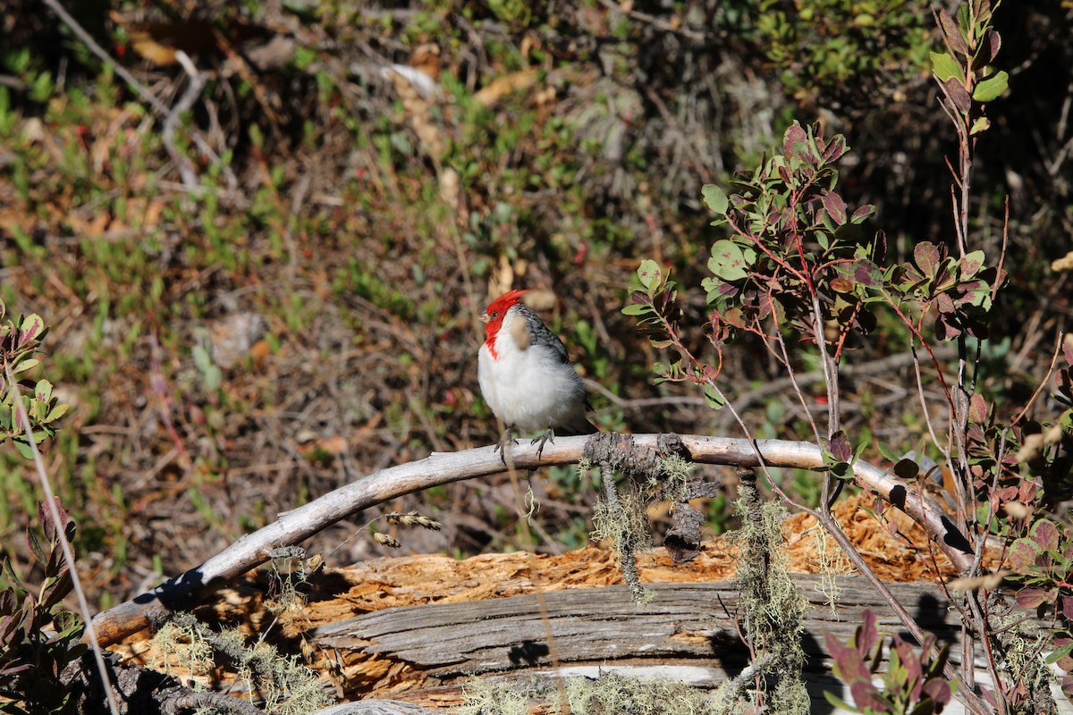 Red-crested Cardinal - ML642347596