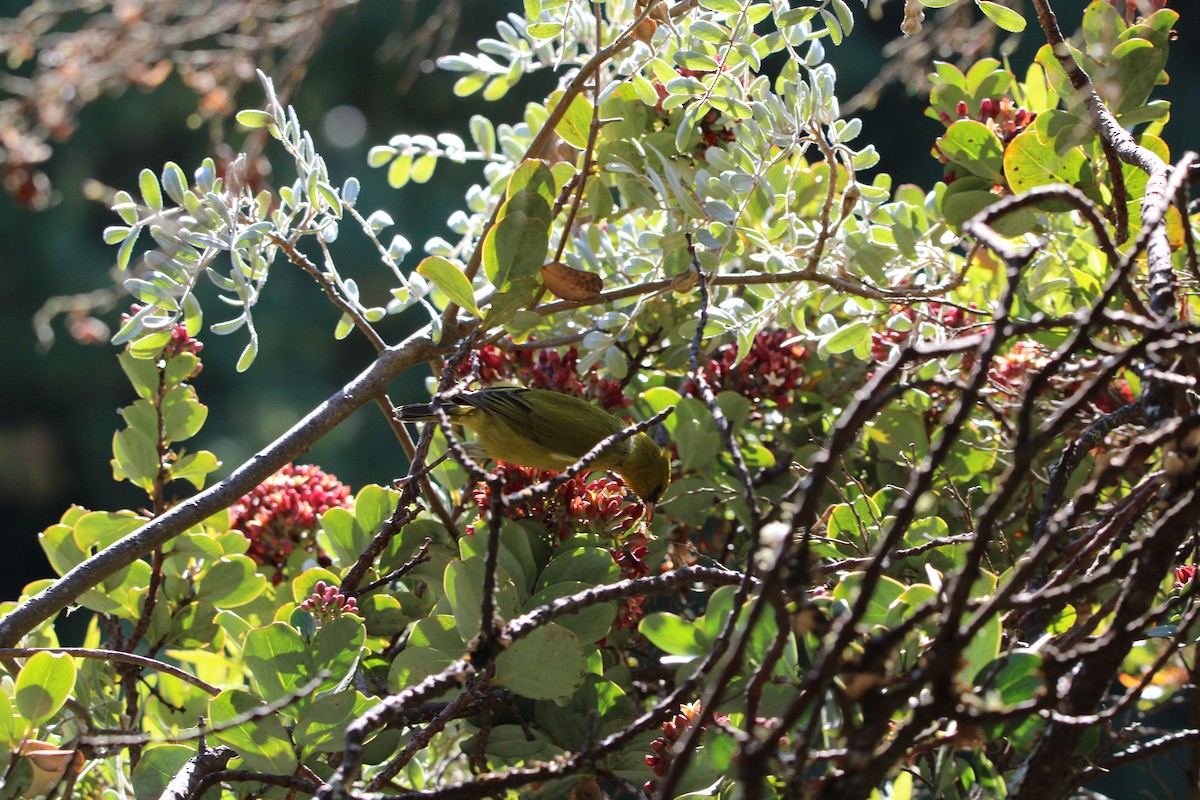 Hawaii Amakihi (Maui) - ML642347601