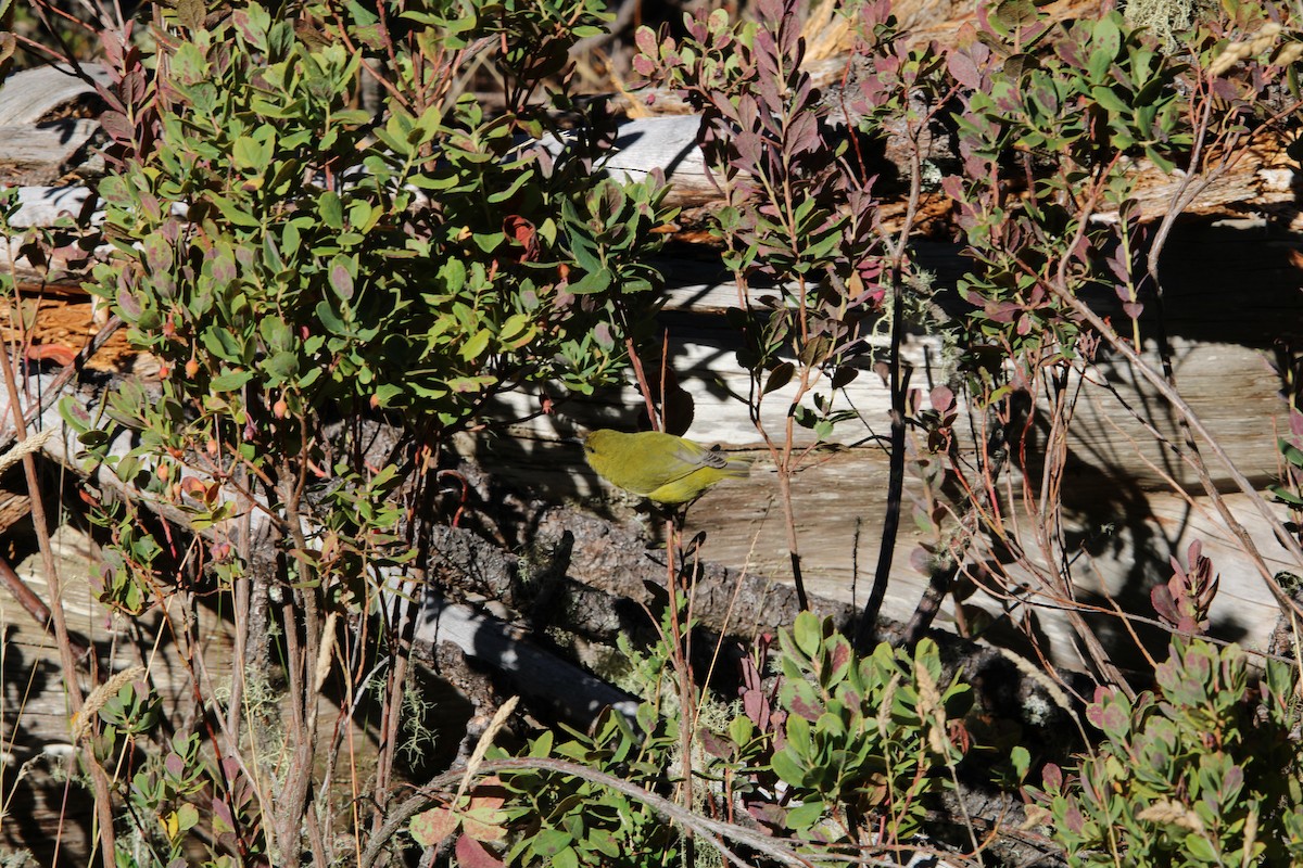 Hawaii Amakihi (Maui) - ML642347602