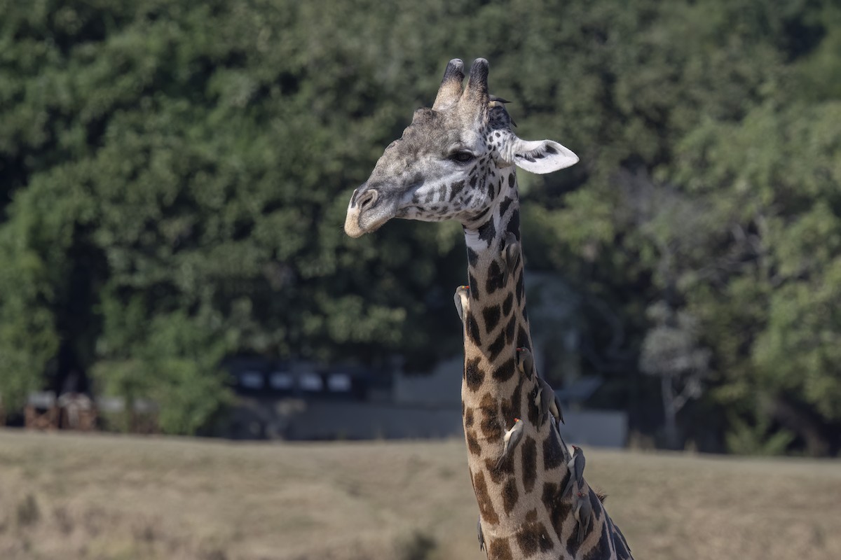 Red-billed Oxpecker - ML642347610