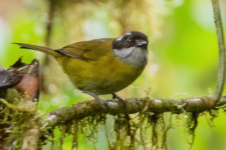 Sooty-capped Chlorospingus - ML642347613