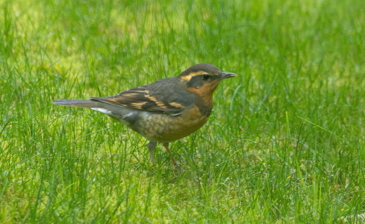 Varied Thrush - ML642347622