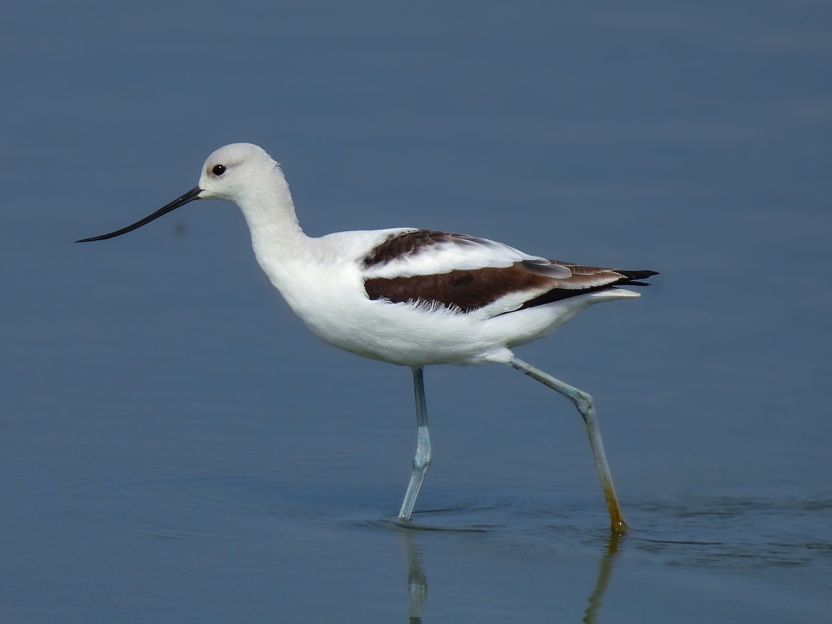 American Avocet - ML642347625