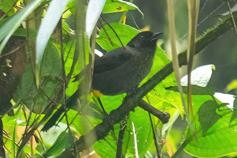Yellow-thighed Brushfinch - ML642347627