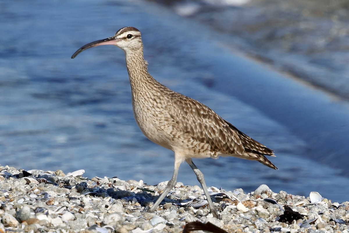Whimbrel - ML642347629