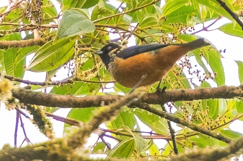Spangle-cheeked Tanager - ML642347638