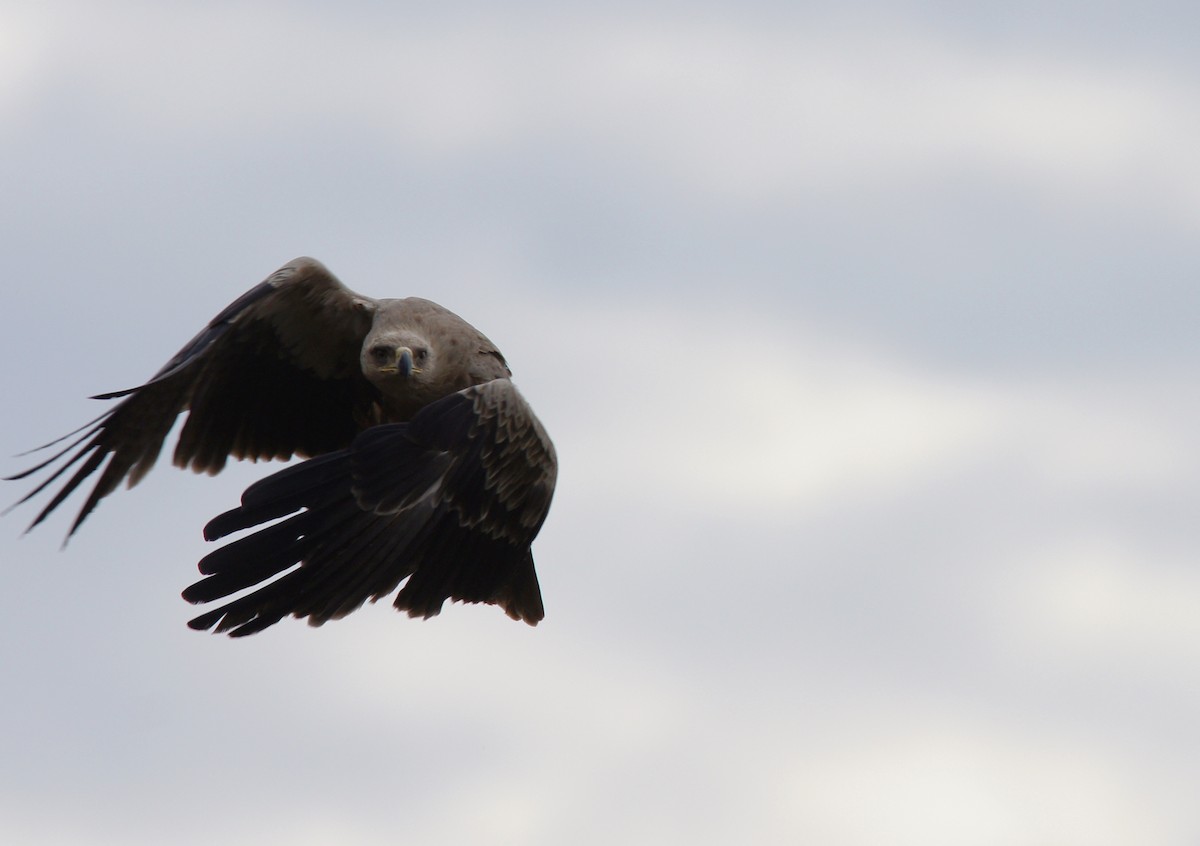 Tawny Eagle - ML642347654