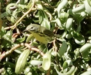 Prairie Warbler - ML642347659