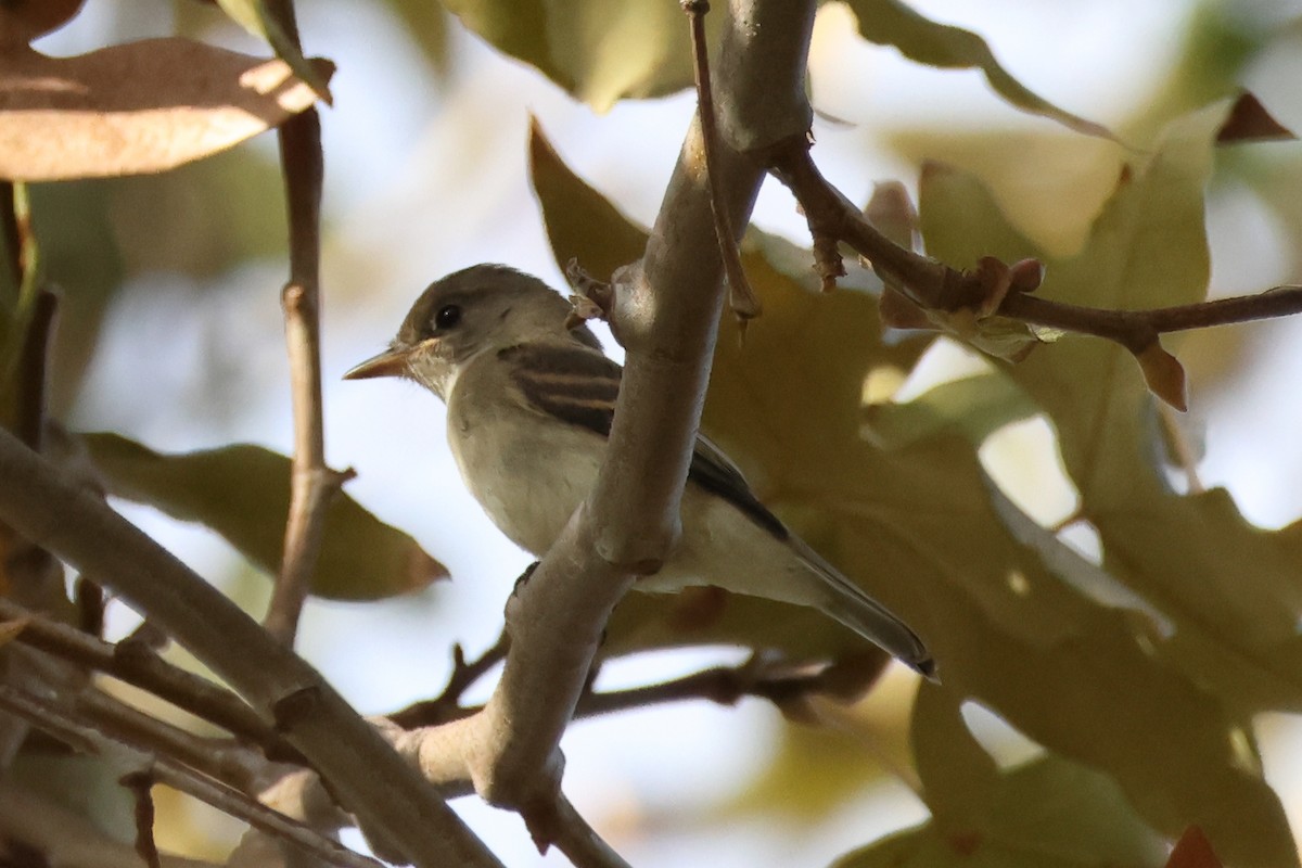 Willow Flycatcher - ML642347663