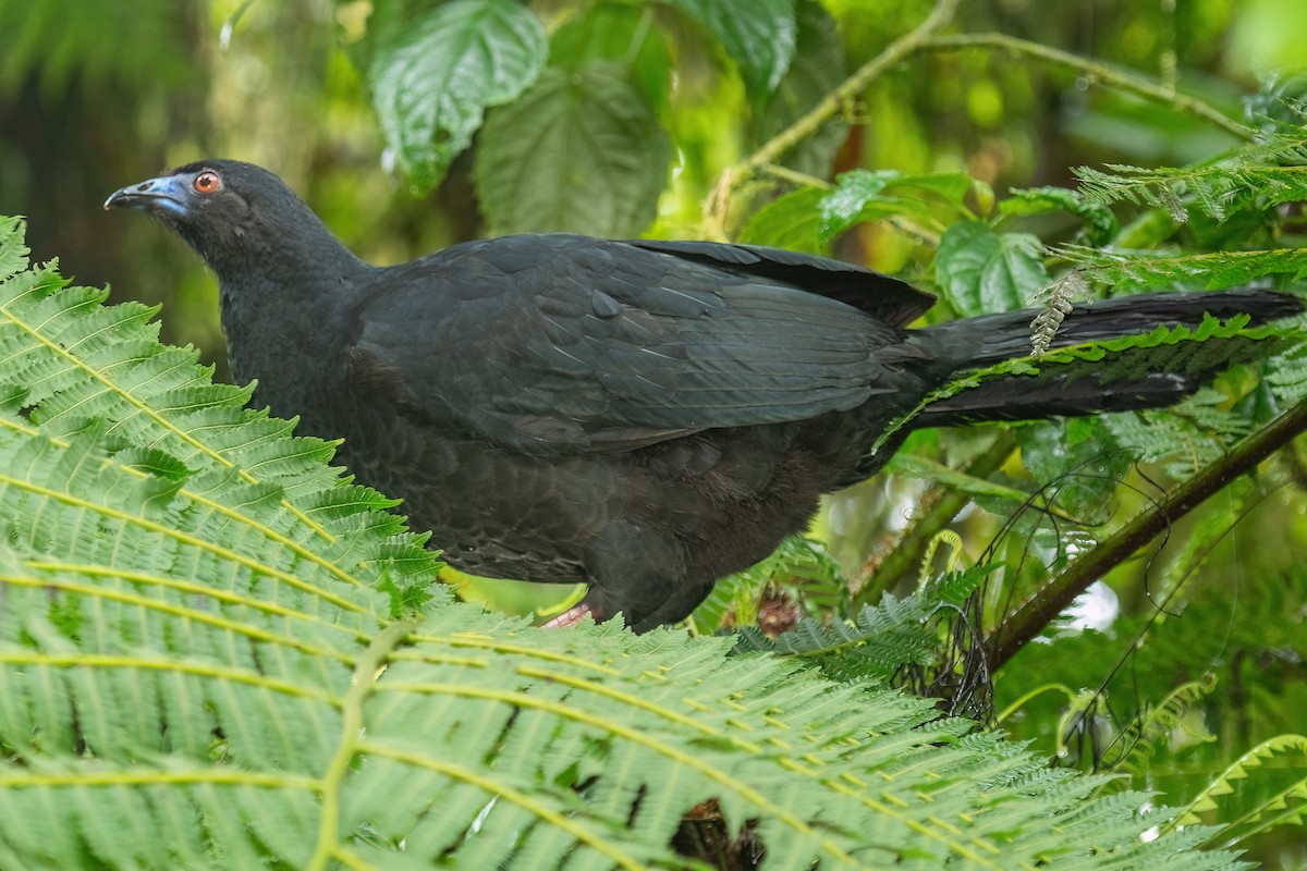 Black Guan - ML642347666