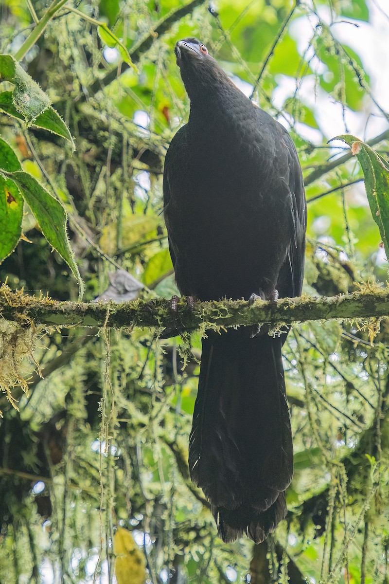 Black Guan - ML642347669