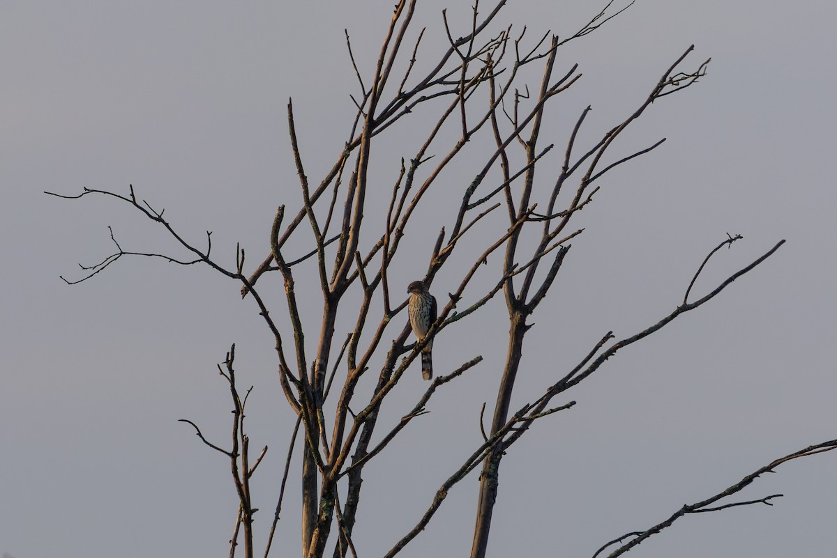 Cooper's Hawk - ML642347671