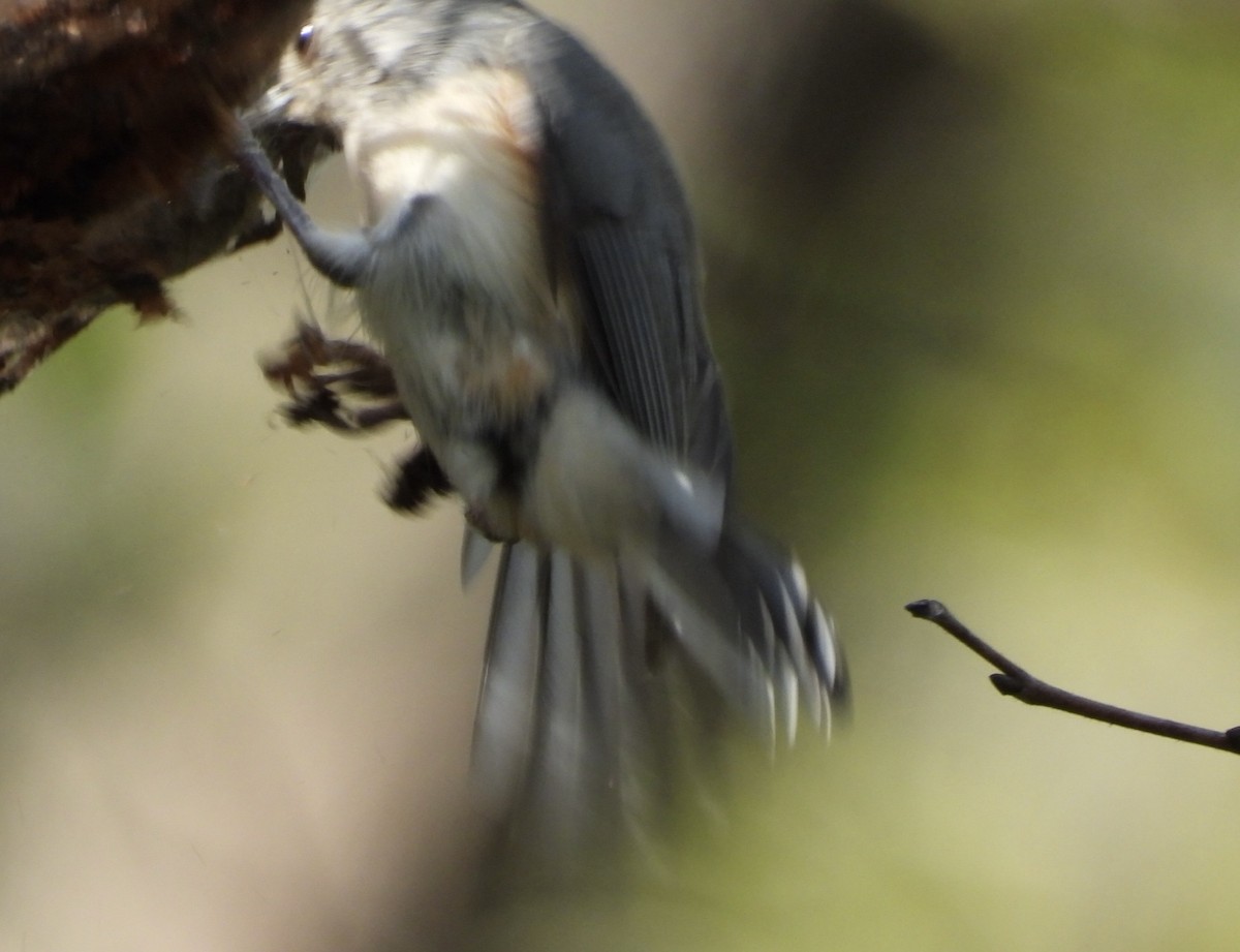 エボシガラ - ML642347676