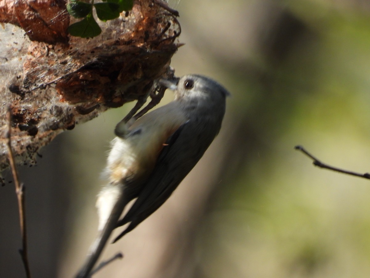 エボシガラ - ML642347677