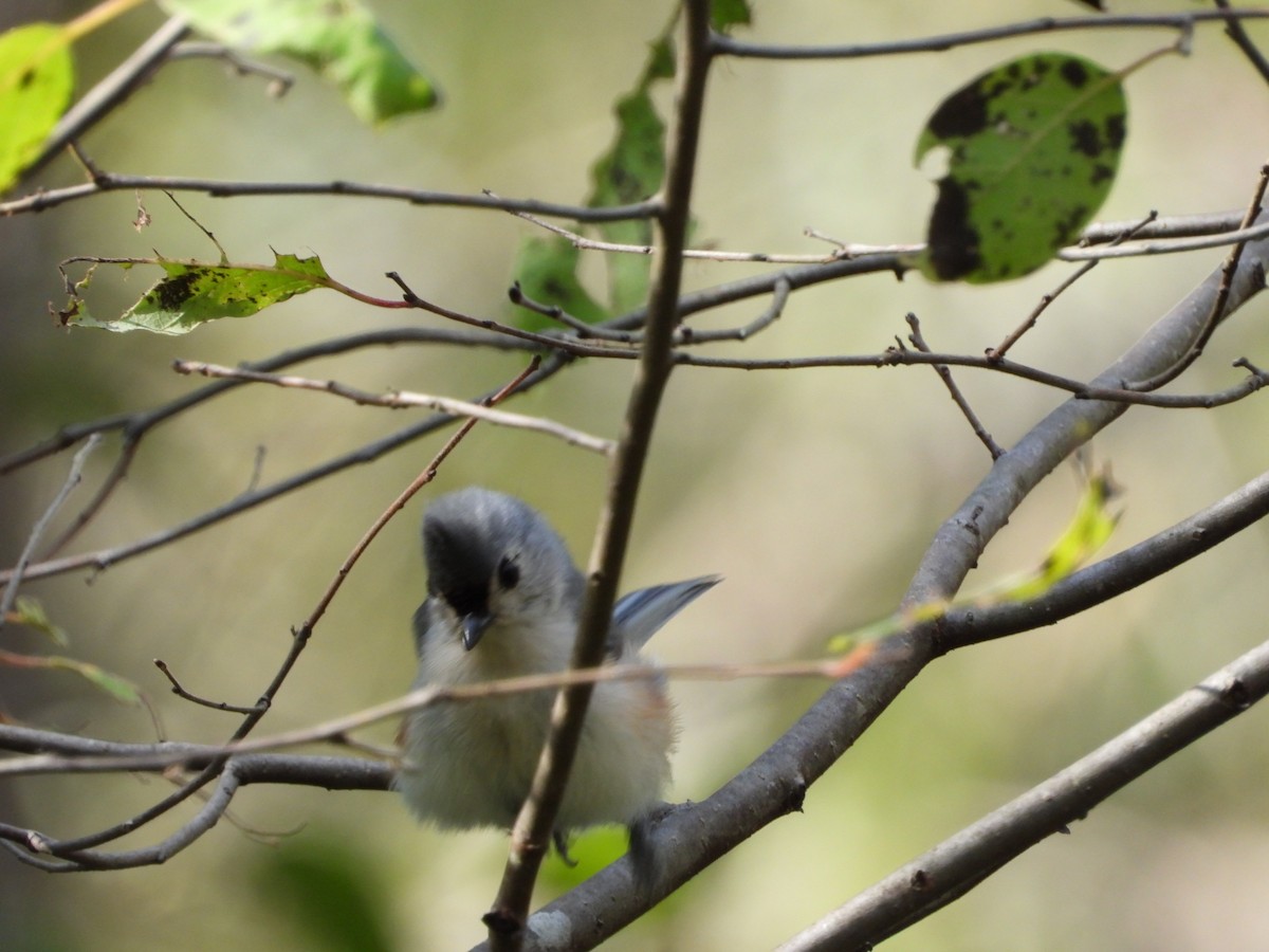 エボシガラ - ML642347679